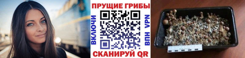 Галлюциногенные грибы прущие грибы  Острогожск 